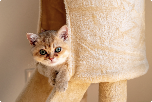 cat_in_room