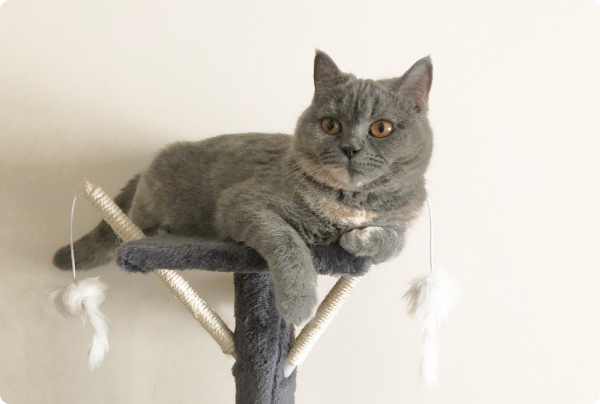cat_in_room