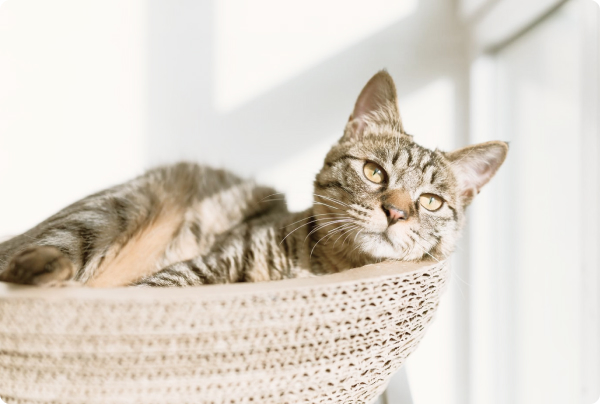 cat_in_room